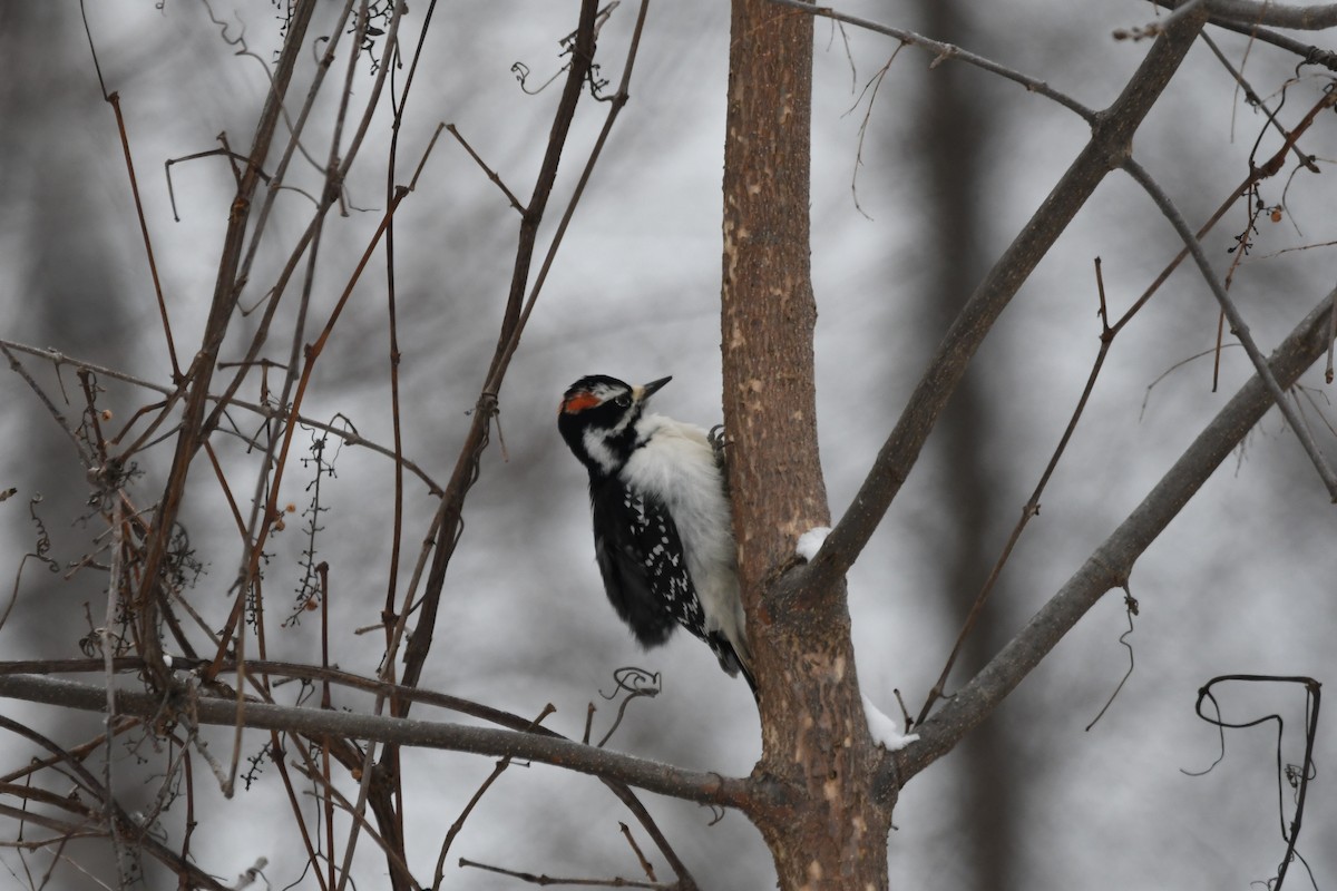 Downy Woodpecker - ML646836521