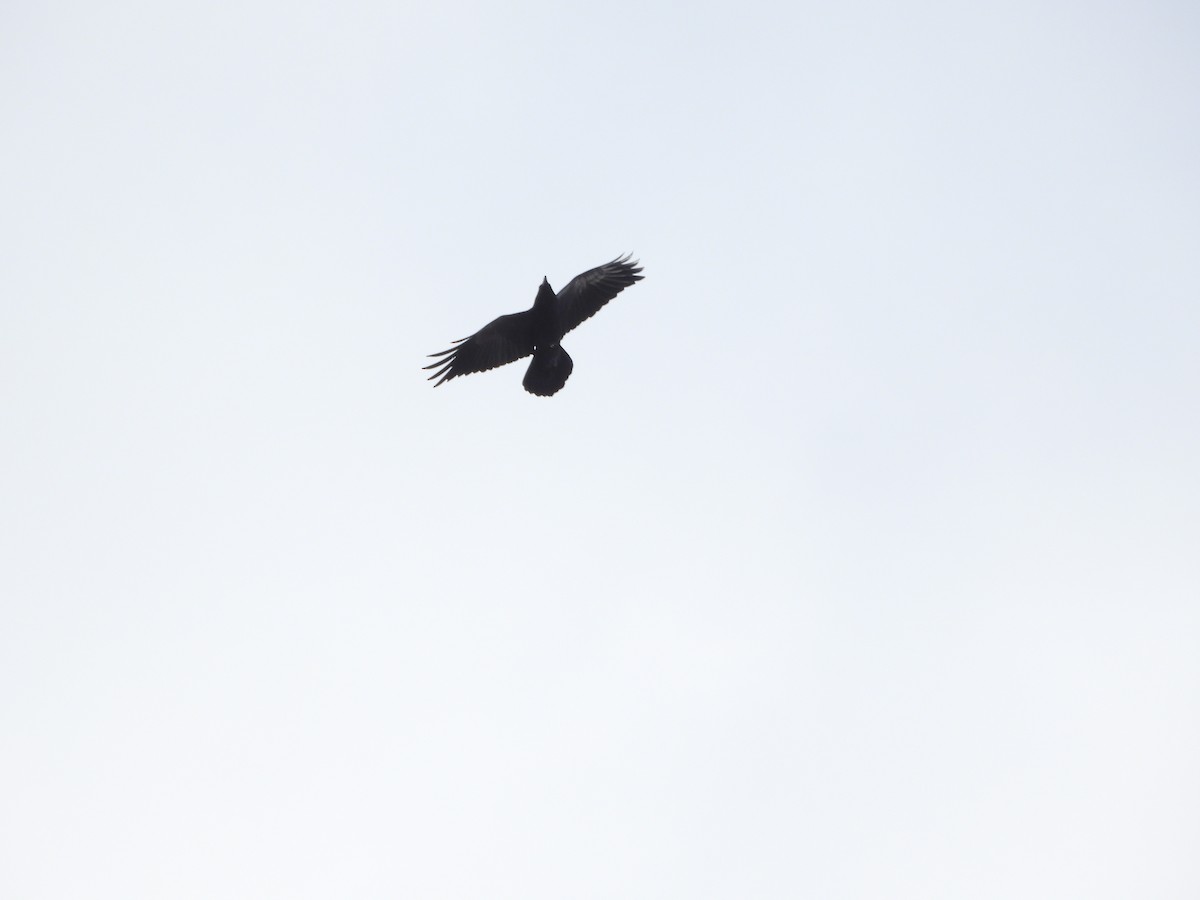 Common Raven - ML646836527