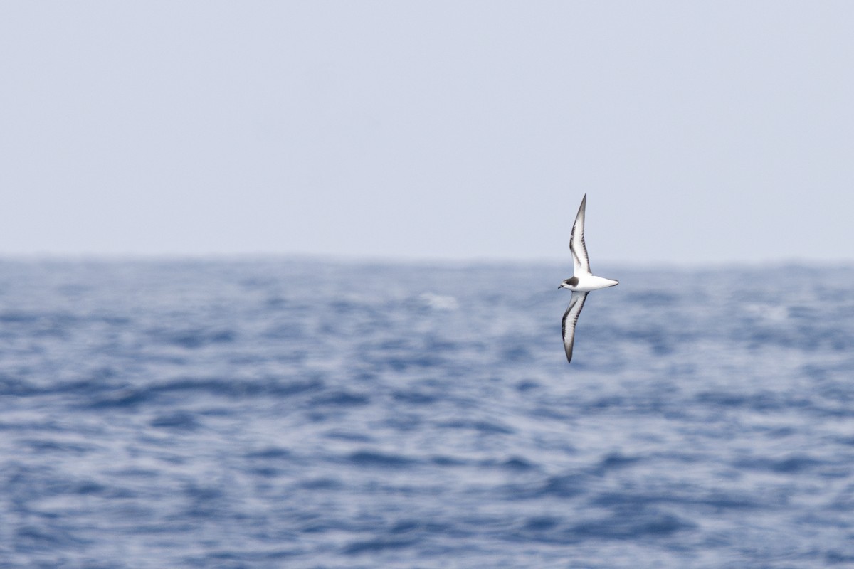 Gould's Petrel - ML646836533