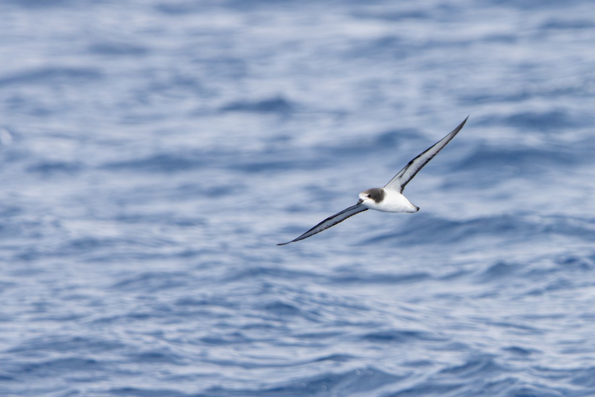 Gould's Petrel - ML646836534