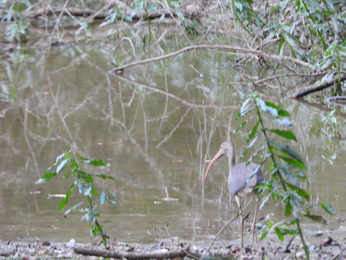 White Ibis - ML646836535
