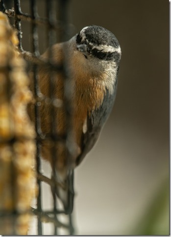 Red-breasted Nuthatch - ML646836538