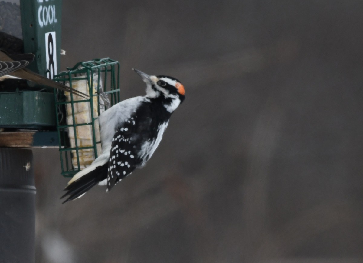 Hairy Woodpecker - ML646836539