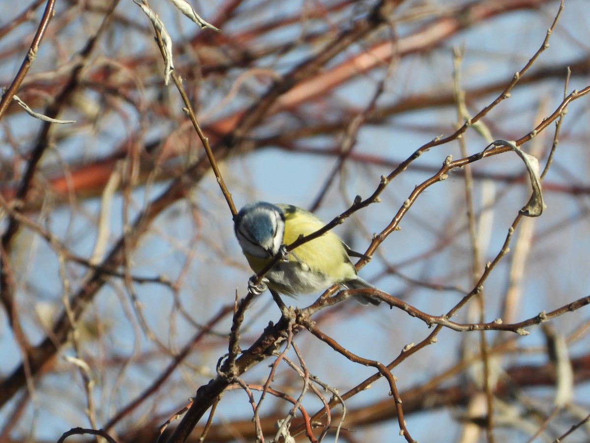 Eurasian Blue Tit - ML646836540
