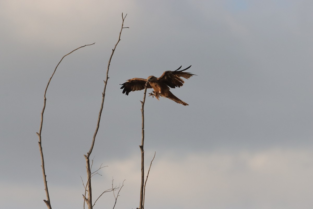 Black Kite - ML646836542