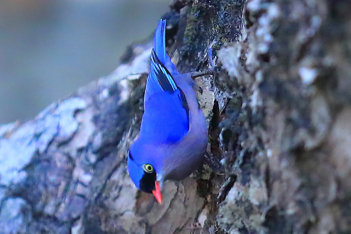 Velvet-fronted Nuthatch - ML646836546