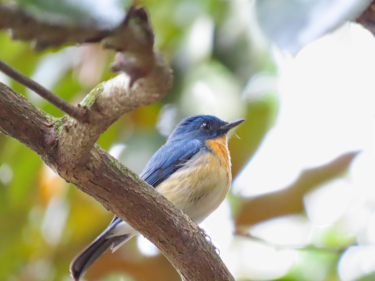 Tickell's Blue Flycatcher - ML646836547