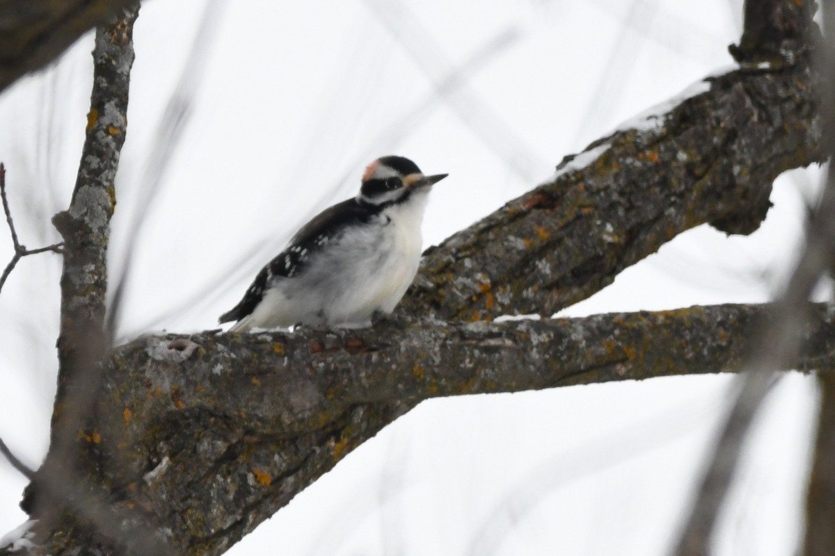 Downy Woodpecker - ML646836549