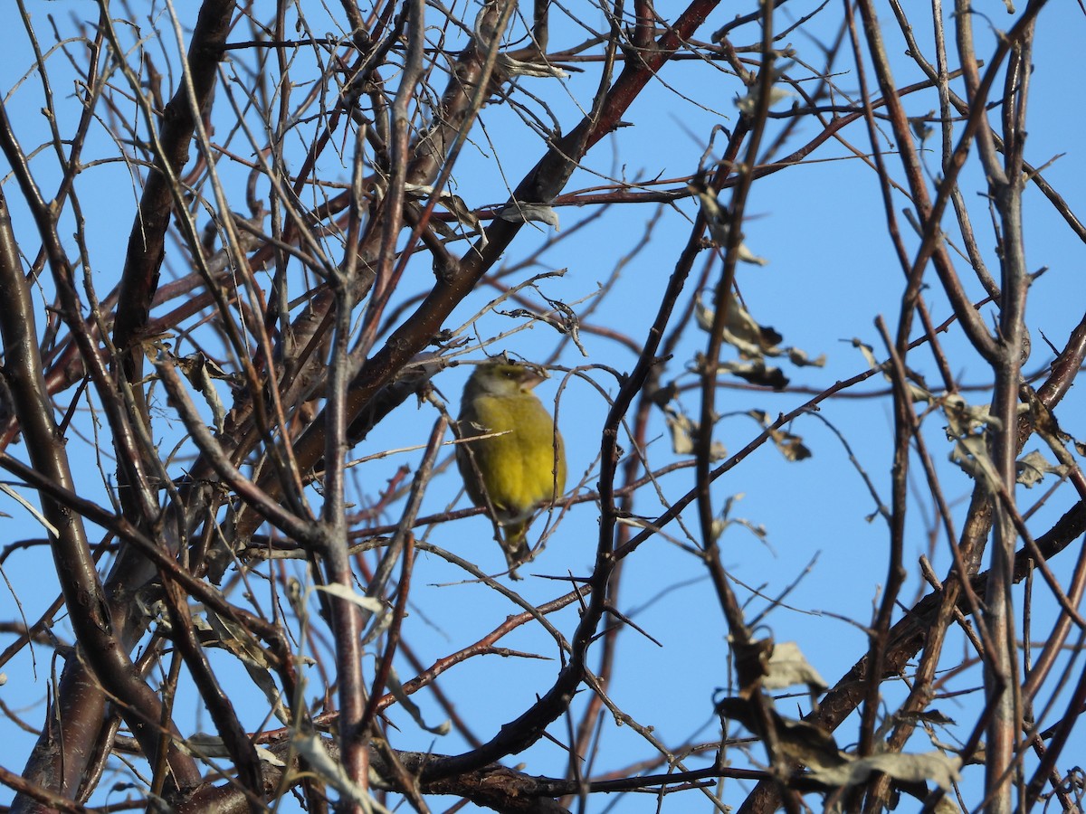 European Greenfinch - ML646836550