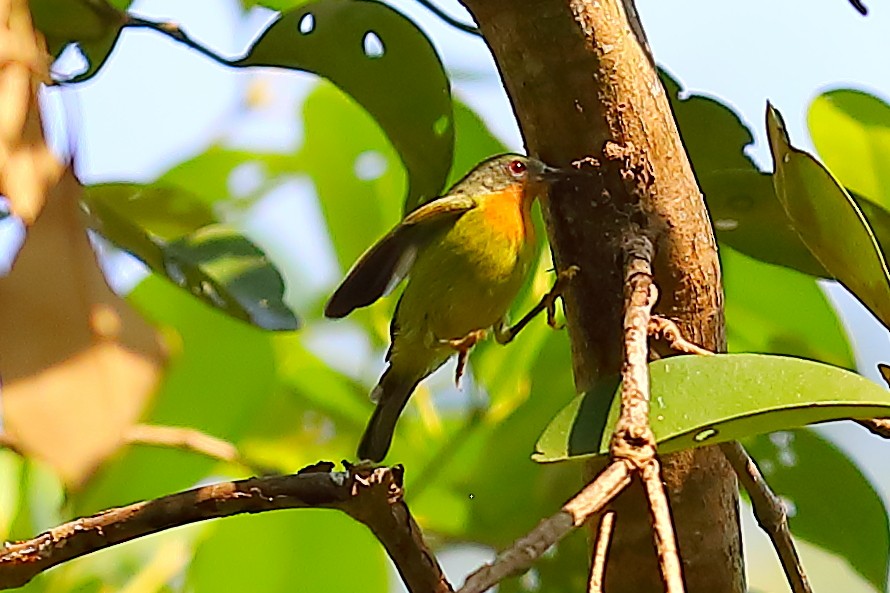 Ruby-cheeked Sunbird - ML646836551