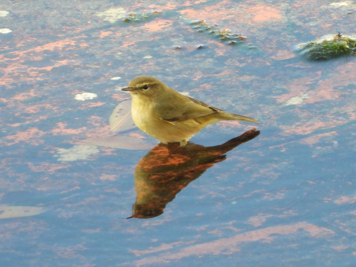 Zilpzalp - ML646836552