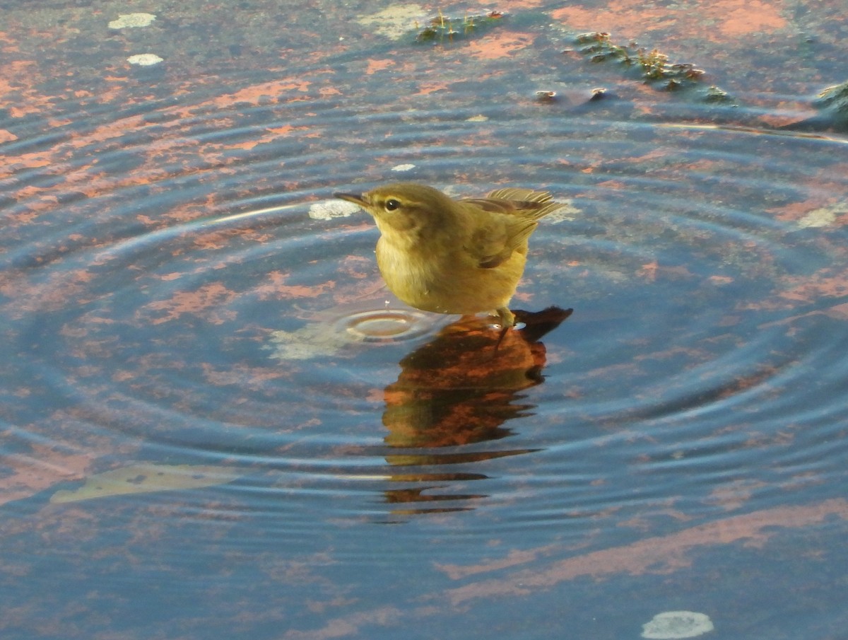 Zilpzalp - ML646836553