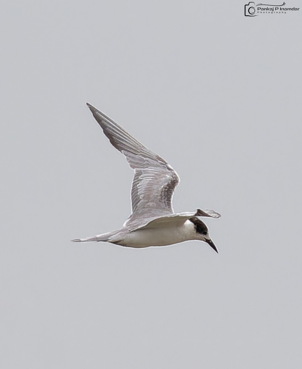 שחפית עבת-מקור - ML646836554
