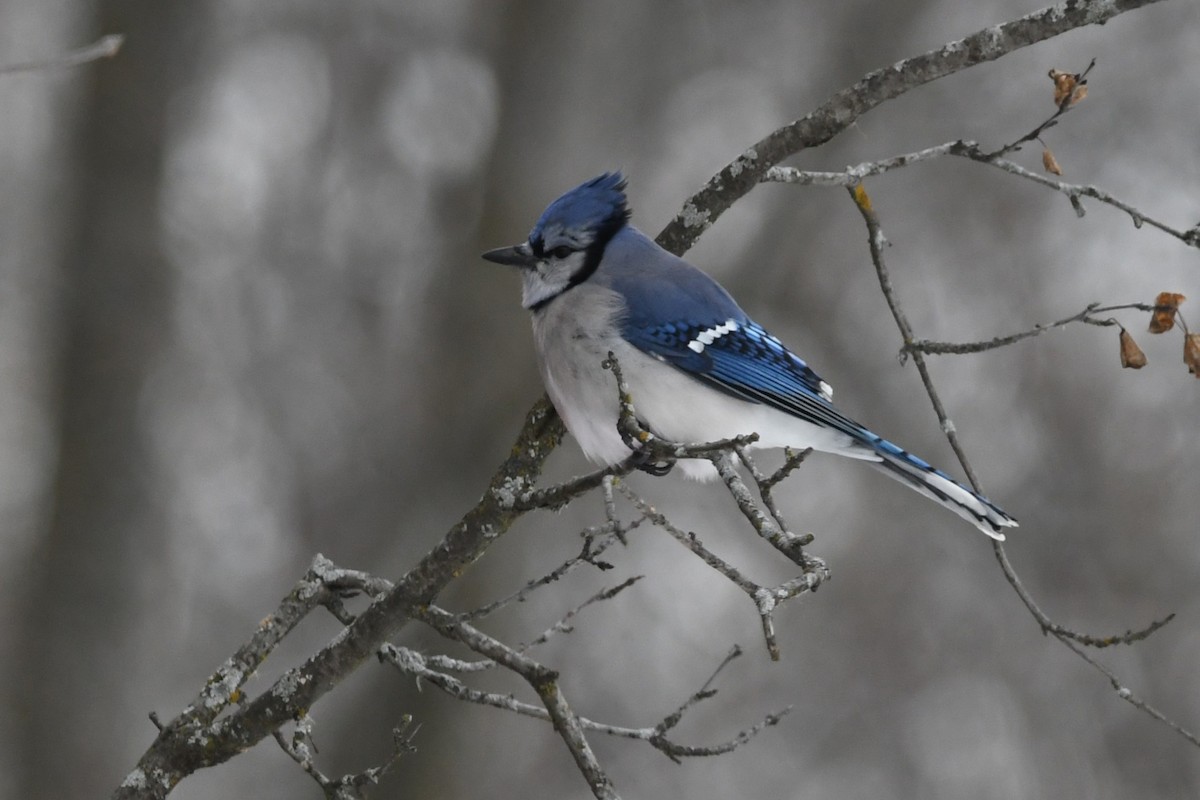 Blue Jay - ML646836555