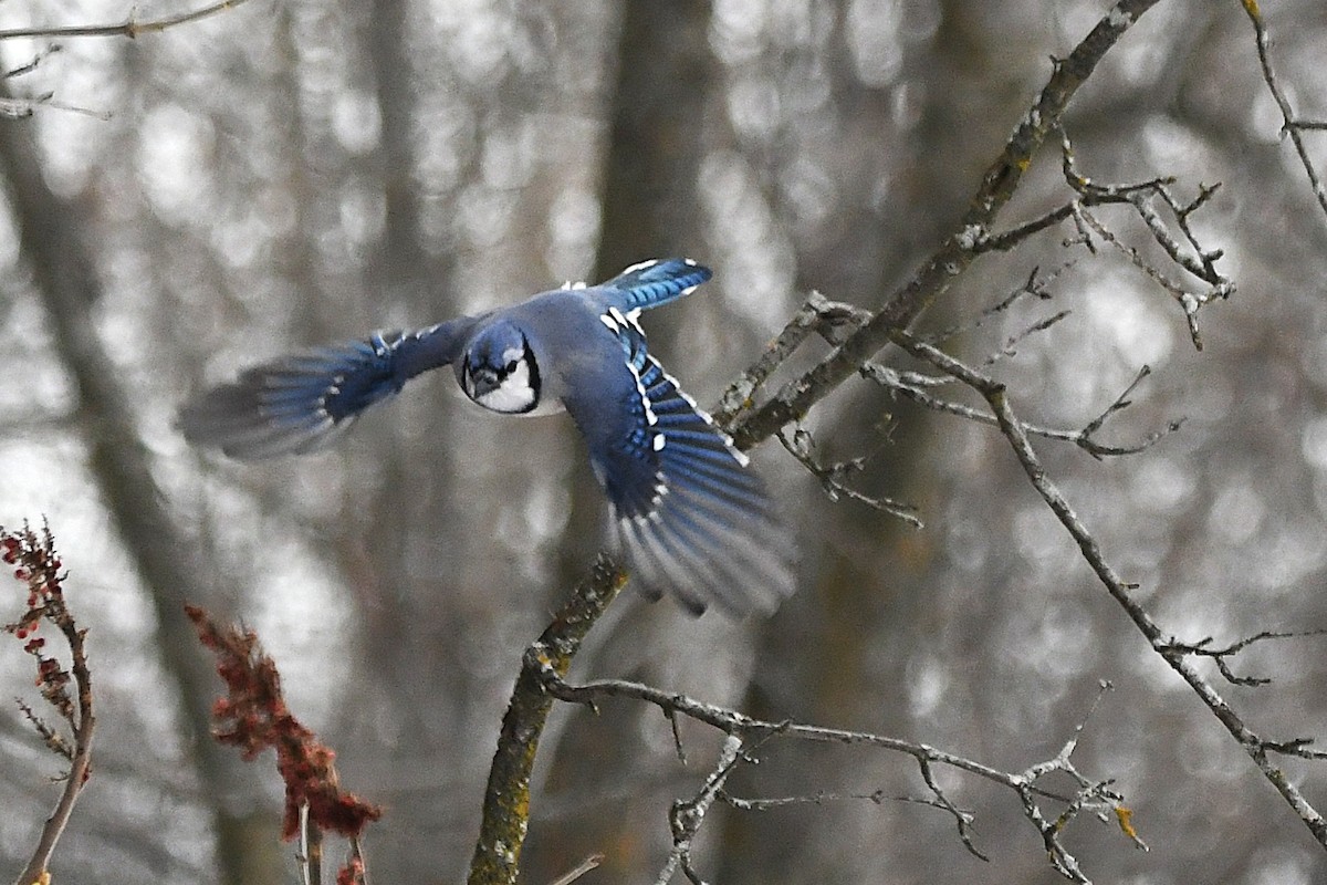 Blue Jay - ML646836556