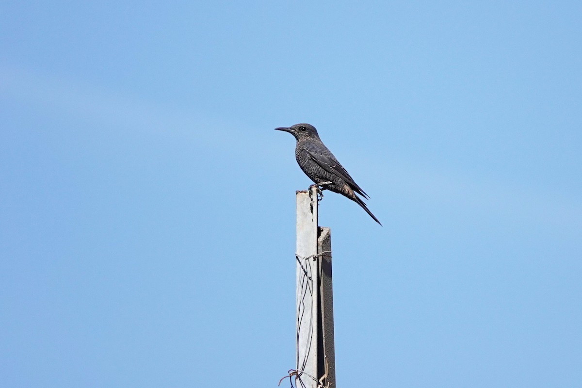 Blaumerle - ML646836557