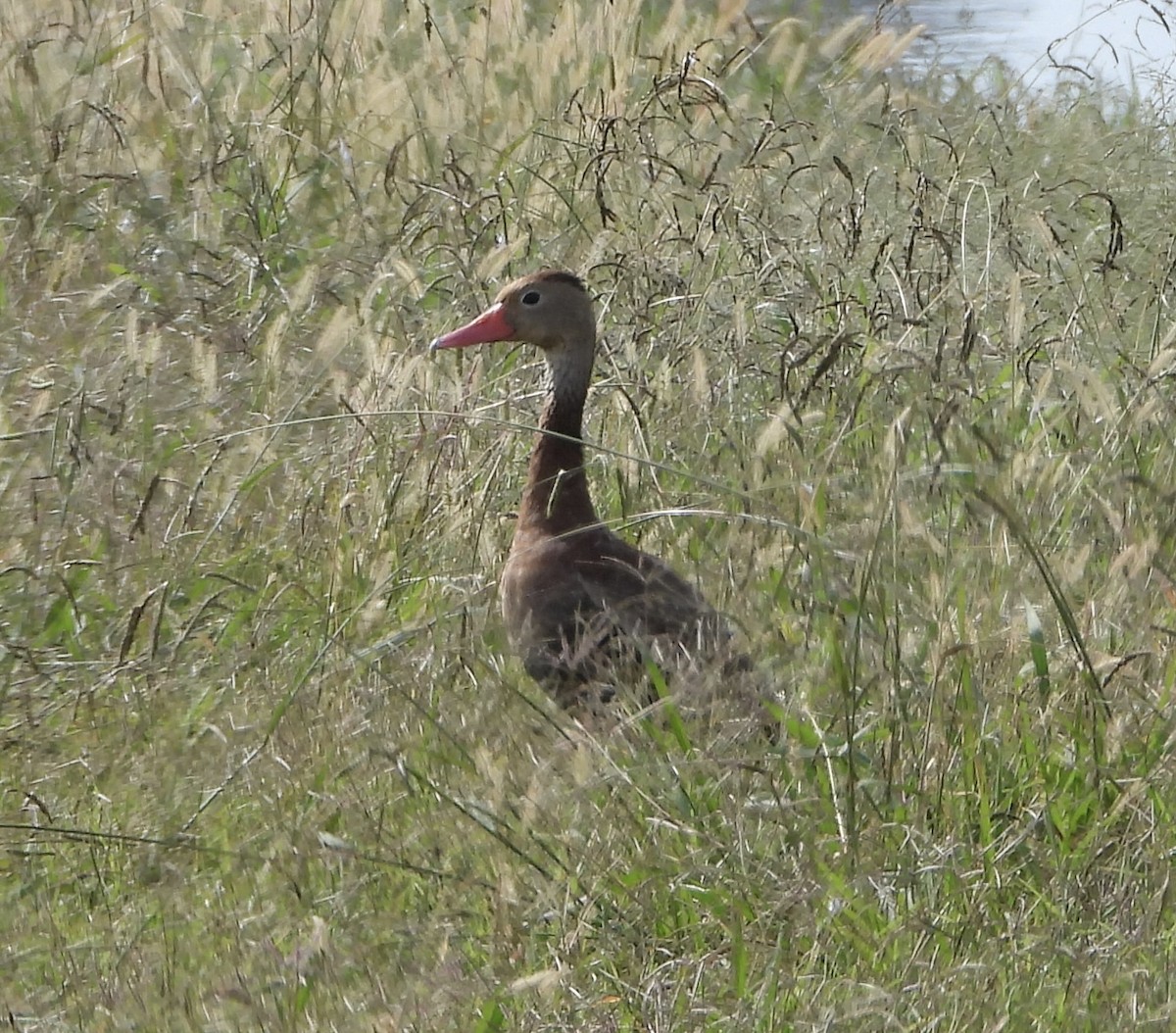 Black-bellied Whistling-Duck - ML646836558