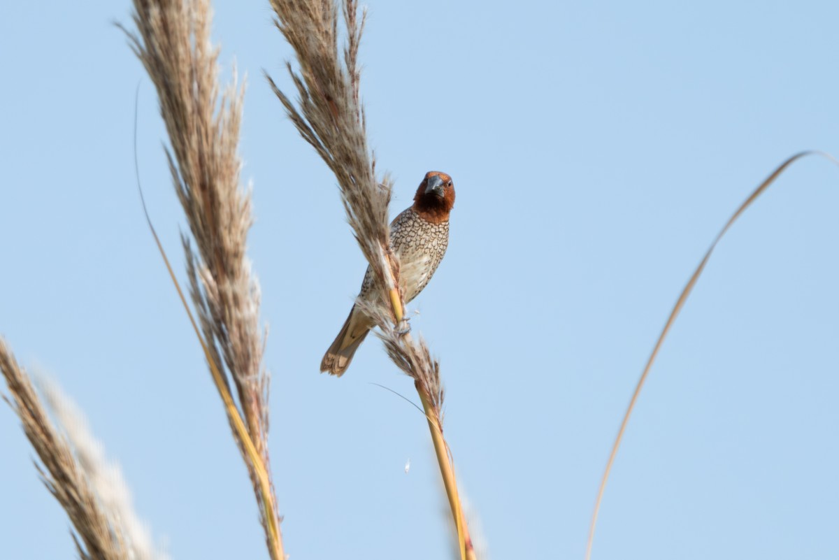 Scaly-breasted Munia - ML646836559