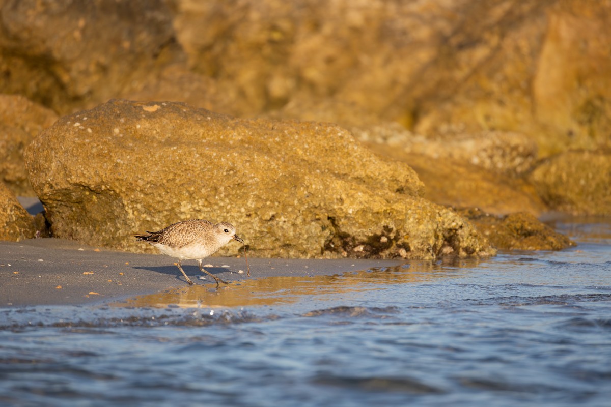 Black-bellied Plover - ML646836561