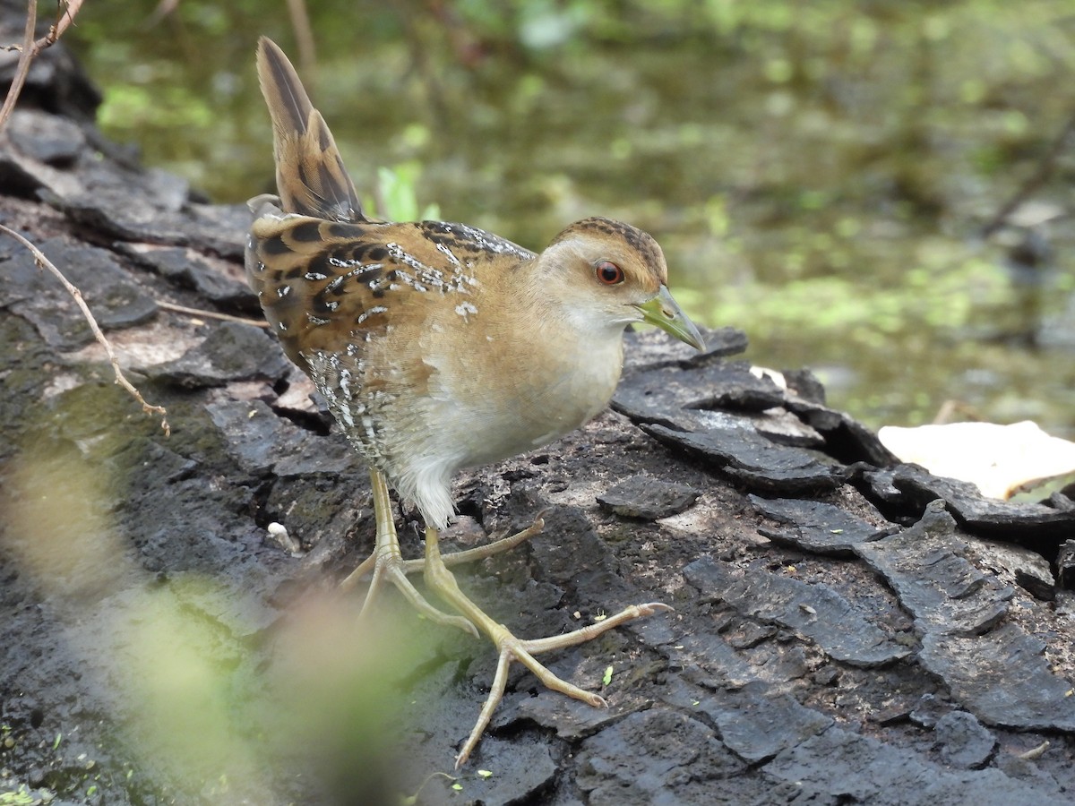 Baillon's Crake - ML646836562