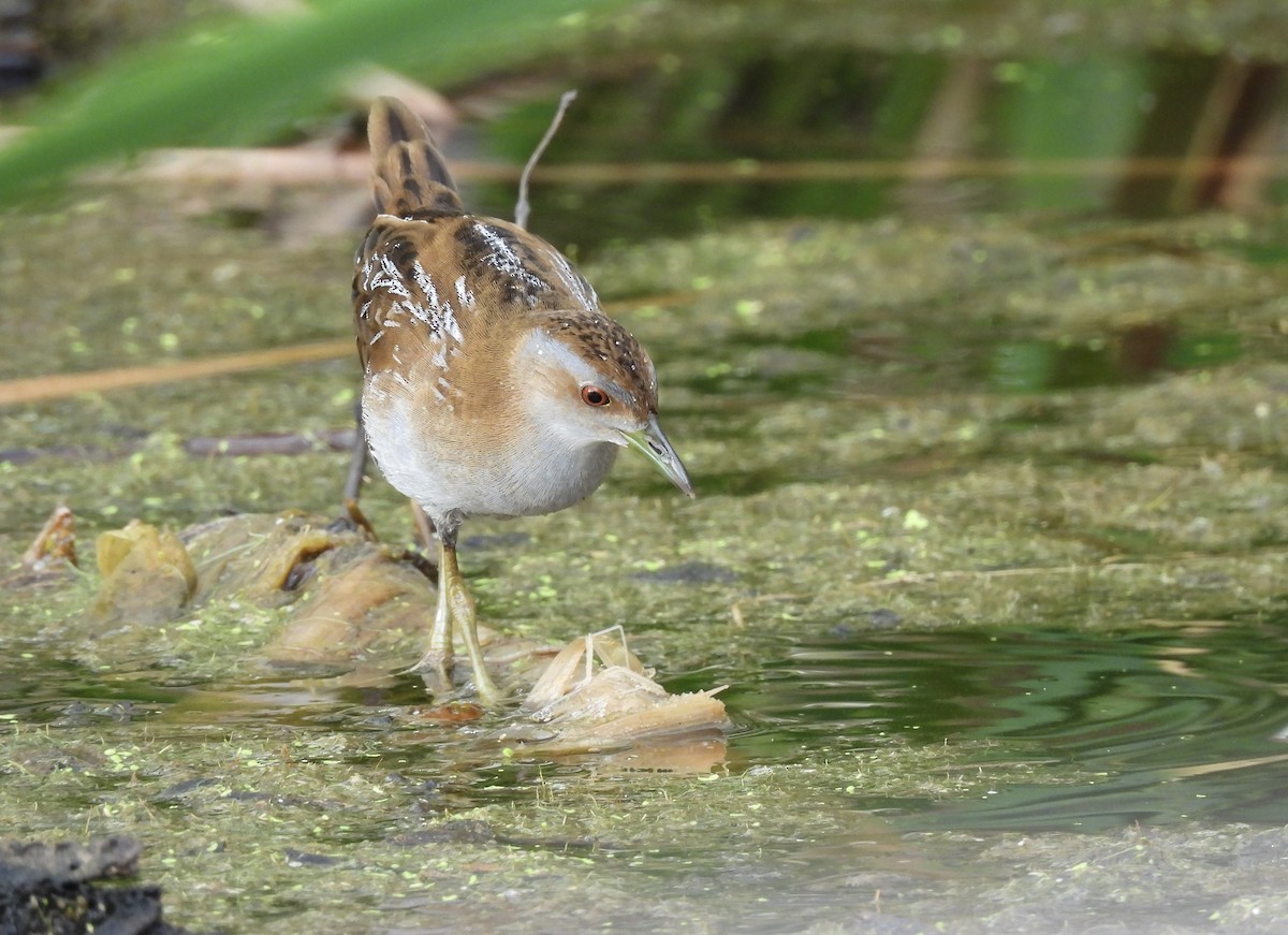 Baillon's Crake - ML646836563