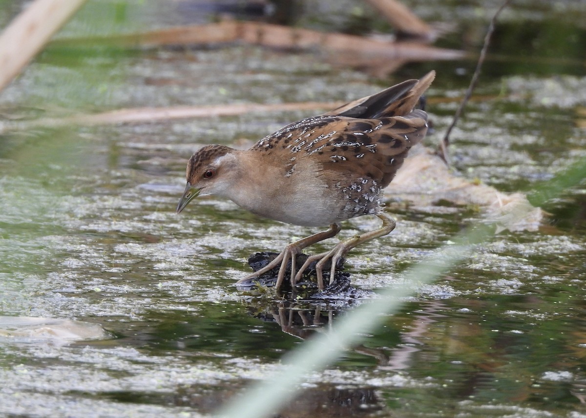 Baillon's Crake - ML646836564