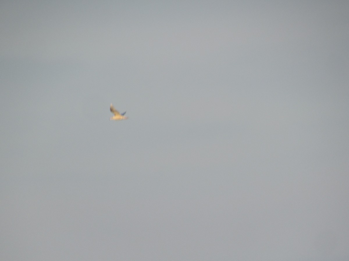 Бургомистр - ML646836565