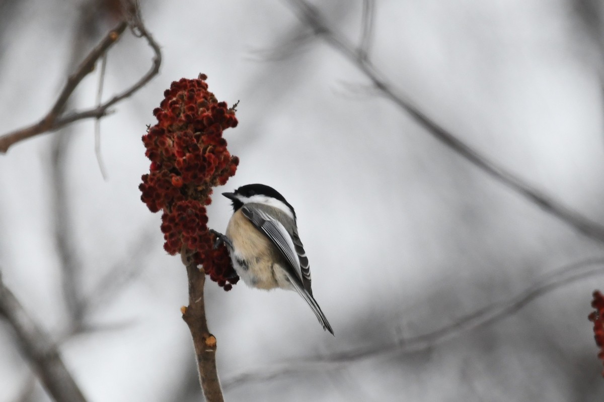 Black-capped Chickadee - ML646836567