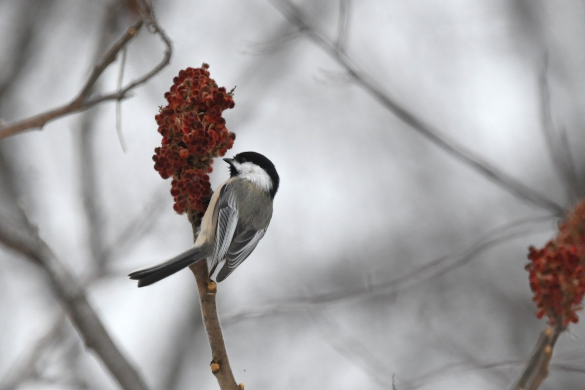 Black-capped Chickadee - ML646836568