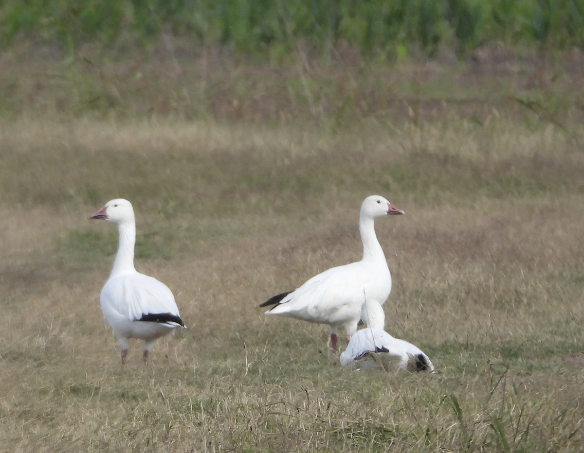 Snow Goose - ML646836571