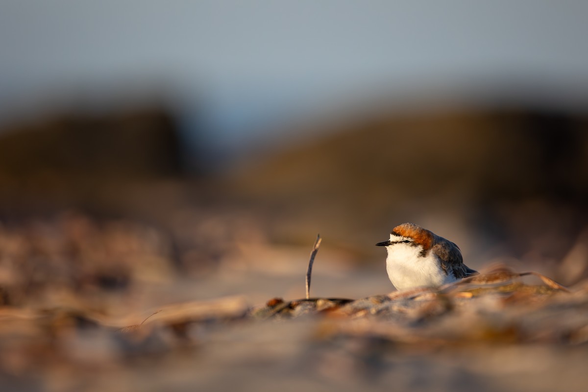 Red-capped Plover - ML646836572
