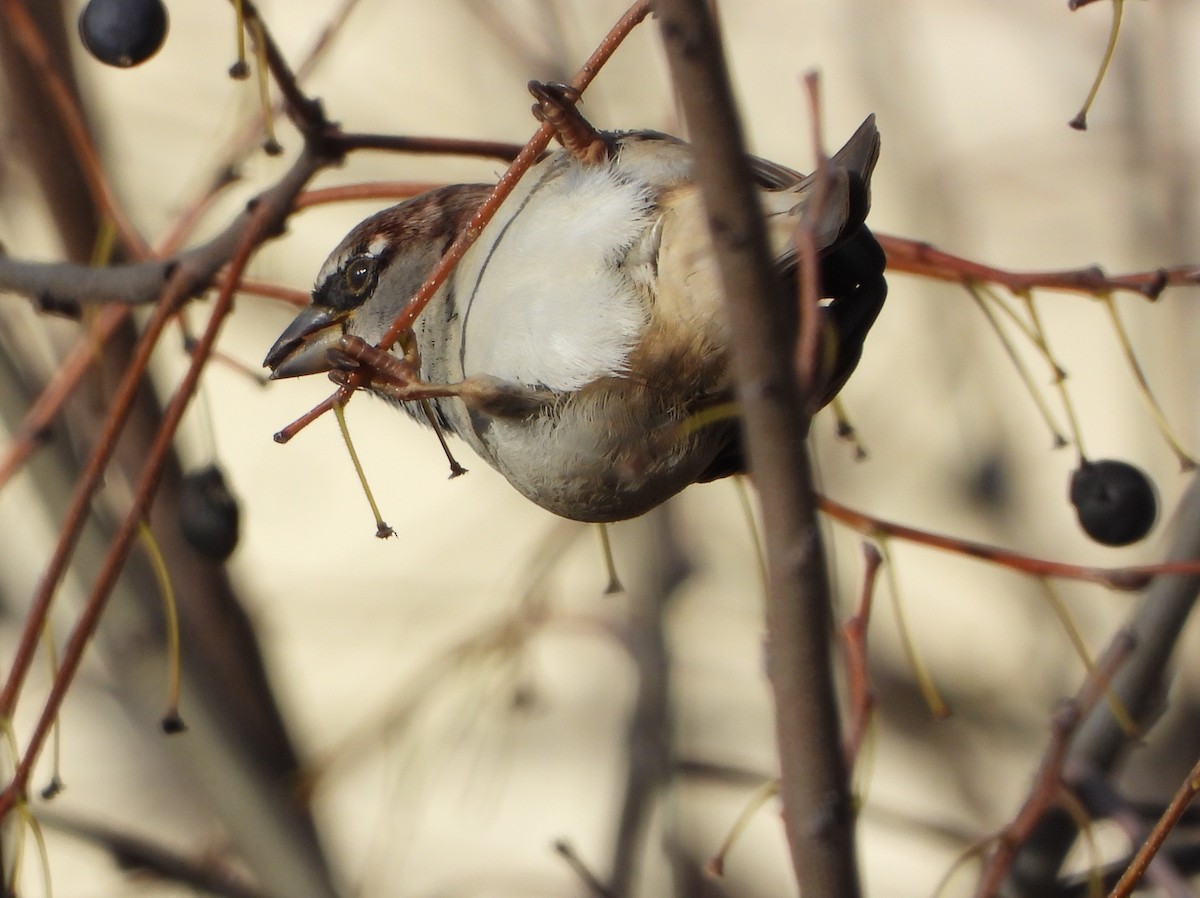 Haussperling - ML646836573