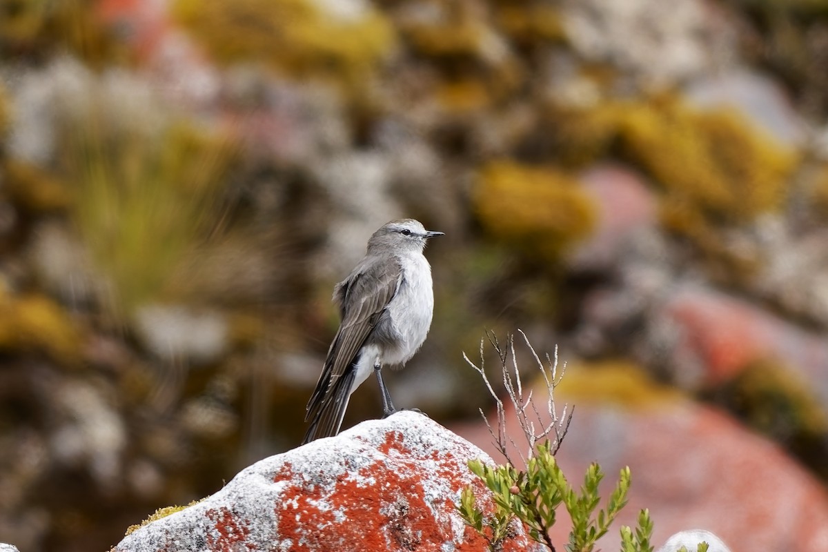 チャボウシイワタイランチョウ - ML646836577