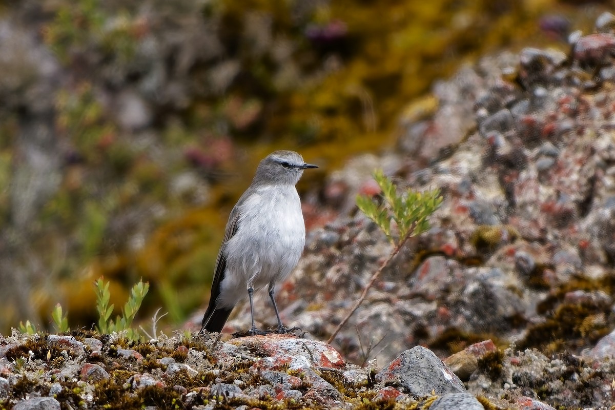 チャボウシイワタイランチョウ - ML646836578