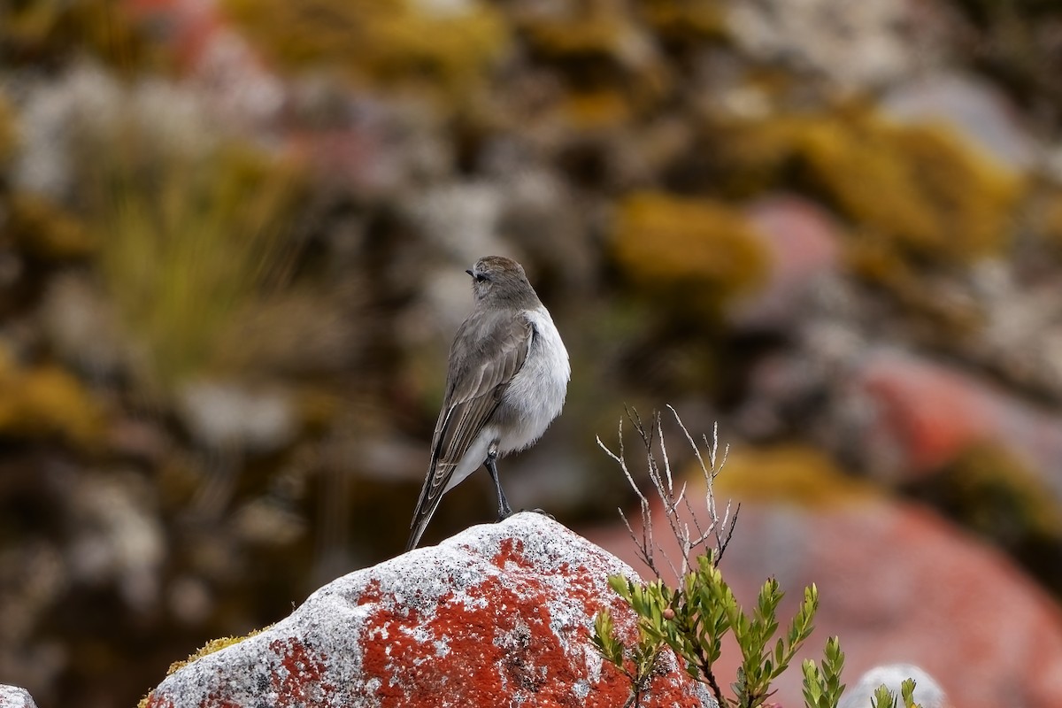 チャボウシイワタイランチョウ - ML646836579