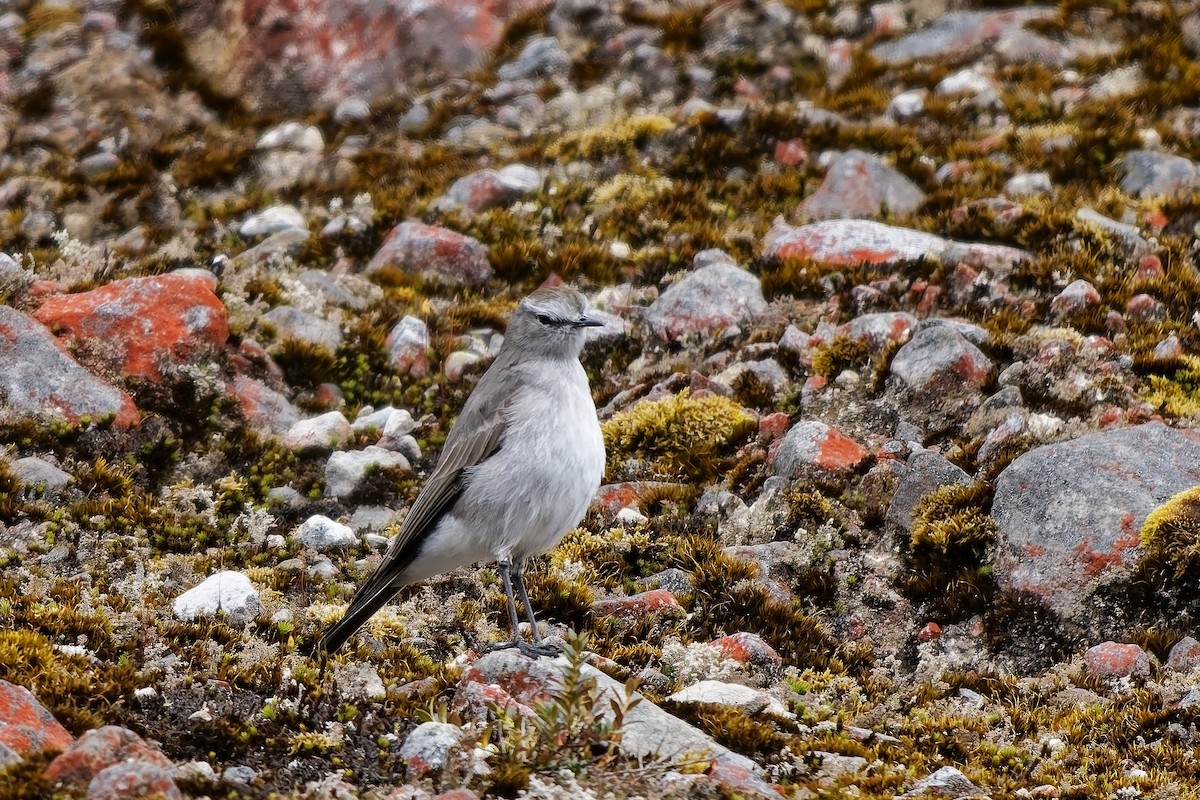 チャボウシイワタイランチョウ - ML646836580