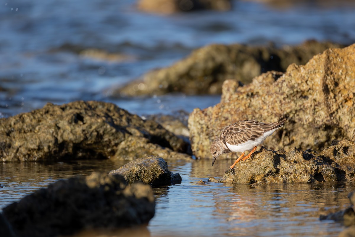 Ruddy Turnstone - ML646836581