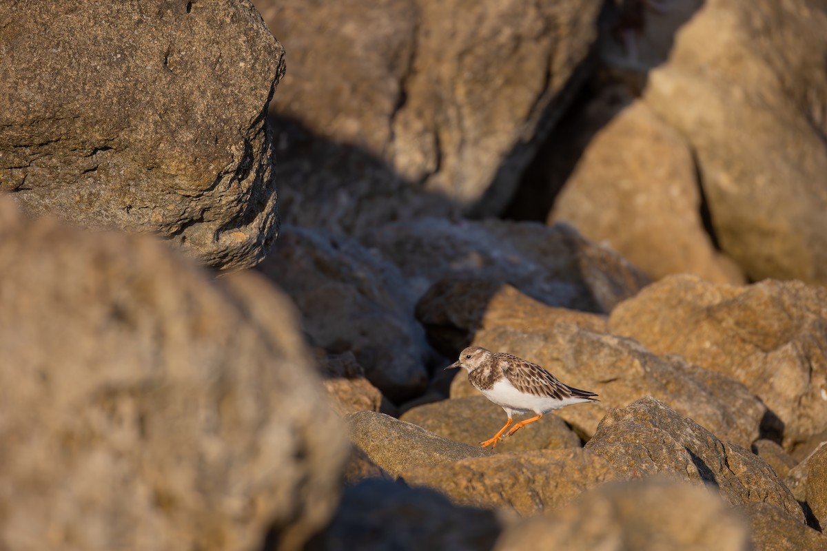 Ruddy Turnstone - ML646836584