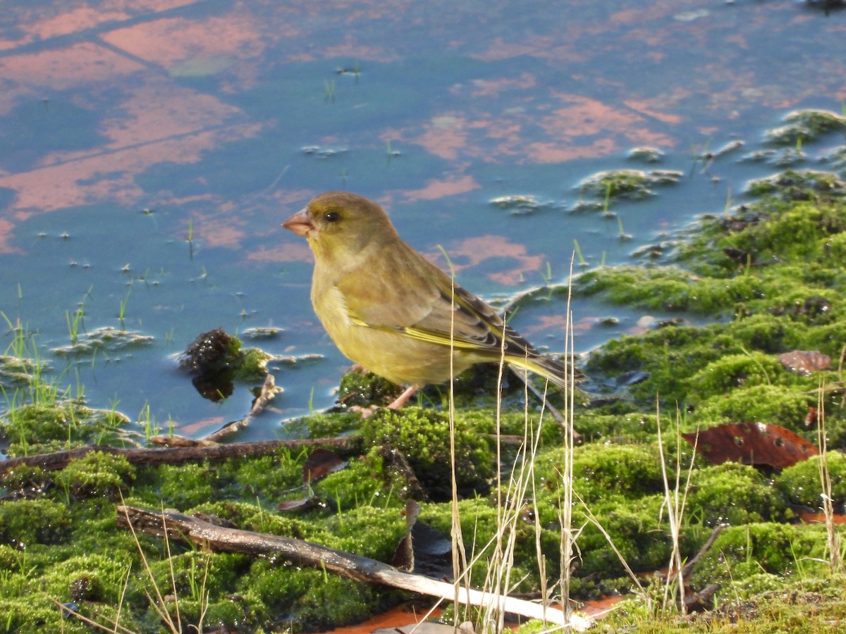 Grünfink - ML646836585