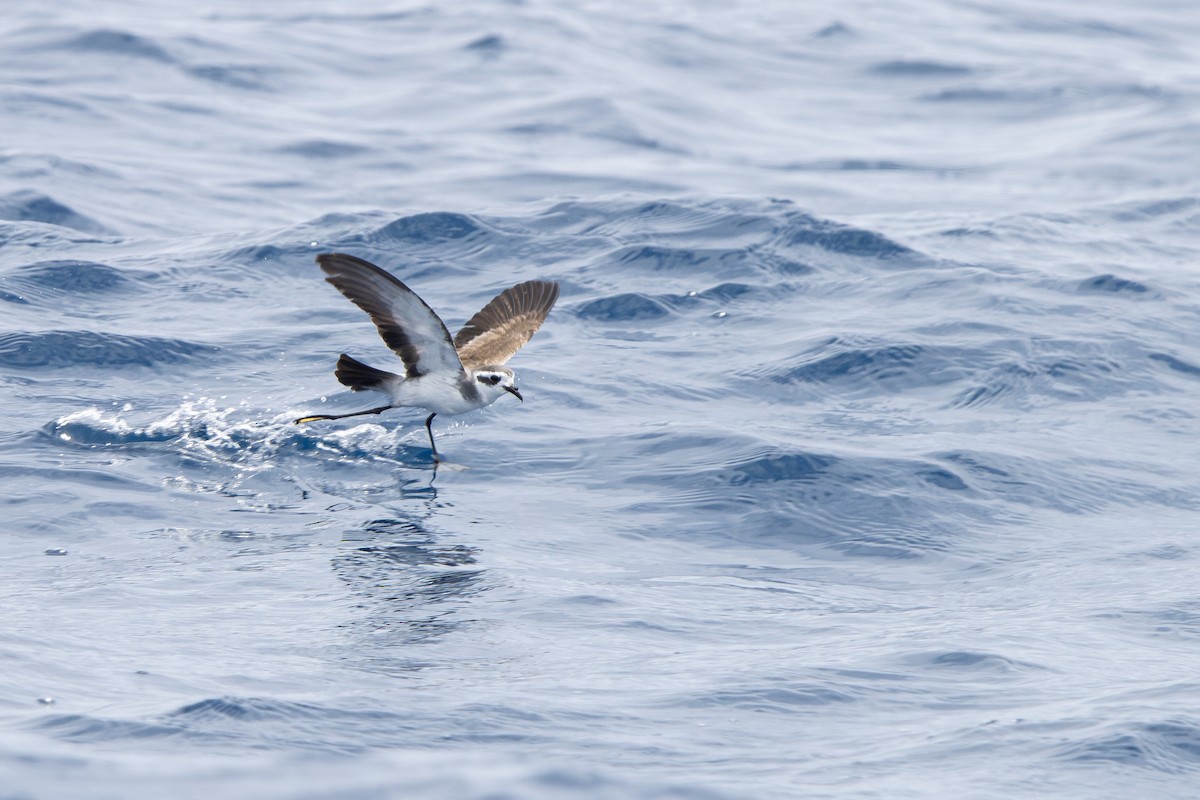 White-faced Storm-Petrel - ML646836586