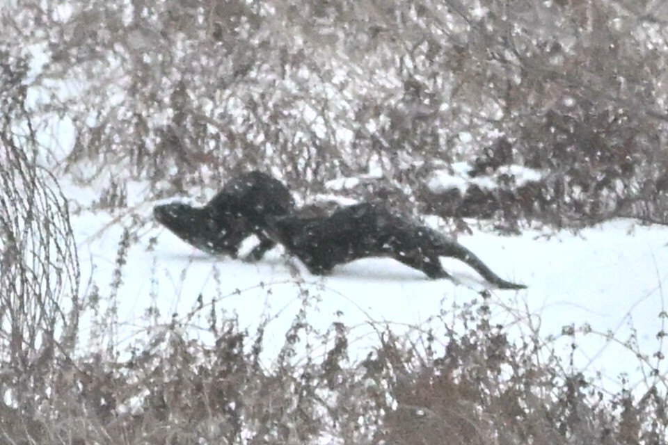 北美水獺 - ML646836587