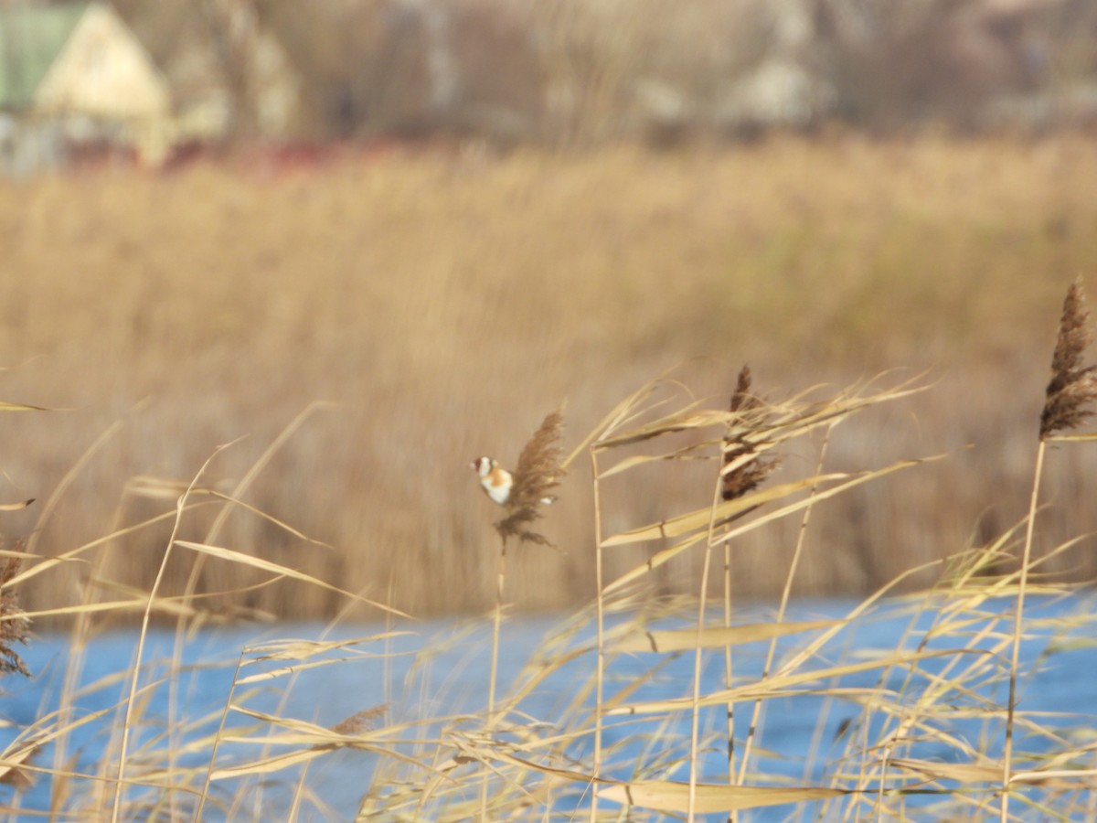 Cardellino - ML646836594