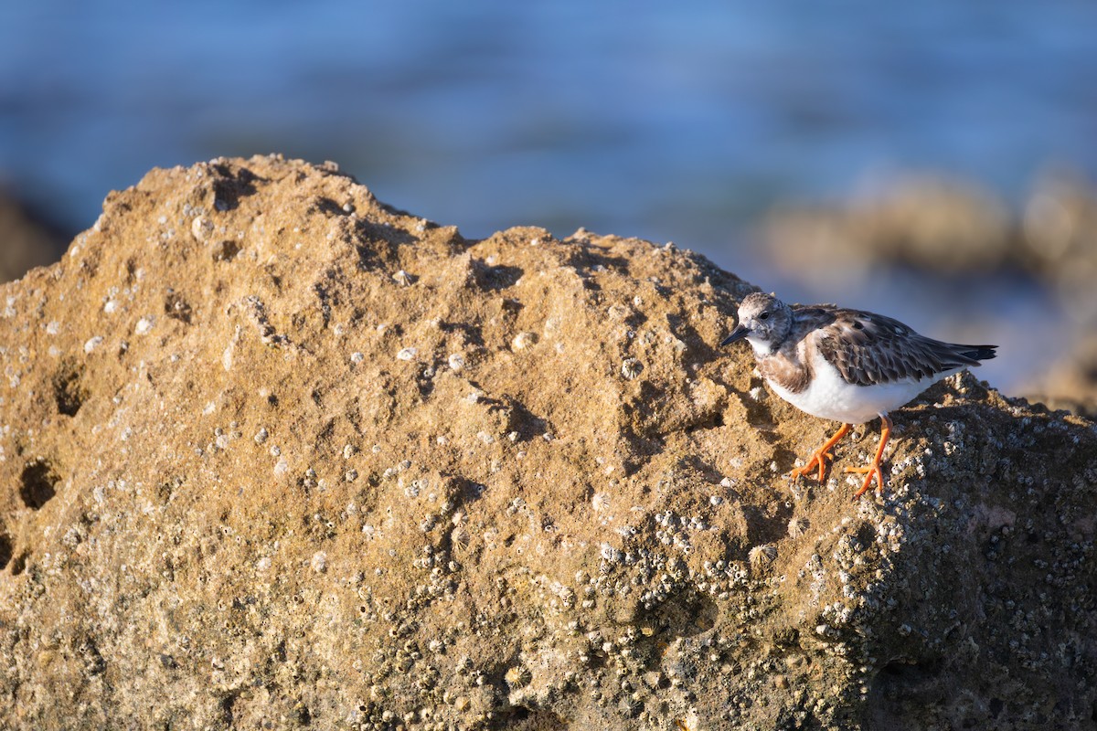 Ruddy Turnstone - ML646836595