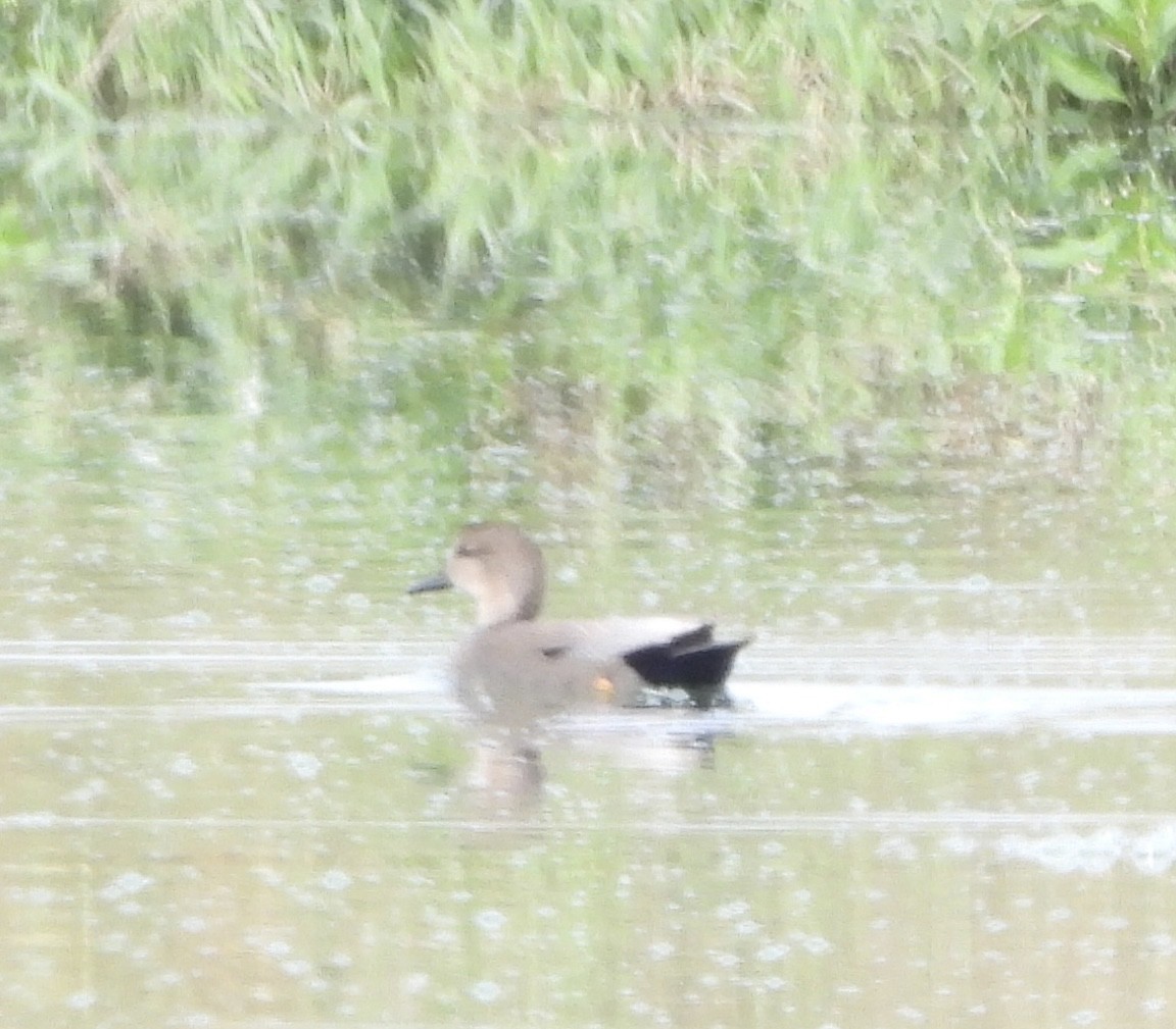 赤膀鴨 - ML646836596