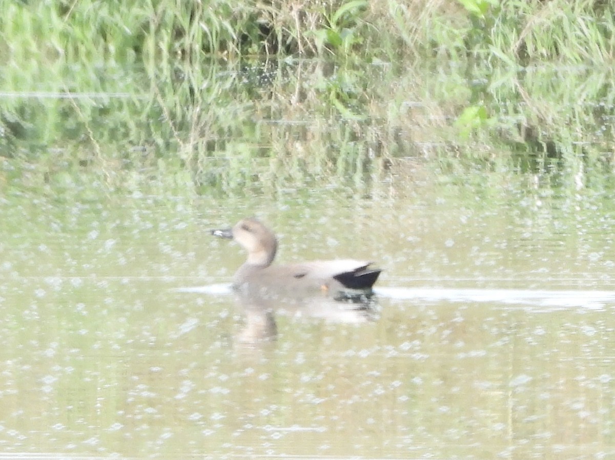 赤膀鴨 - ML646836597