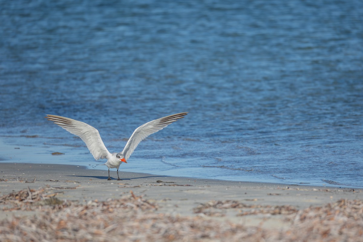 Caspian Tern - ML646836609