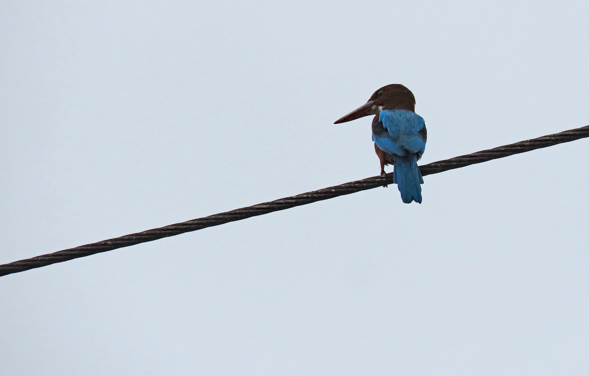 White-throated Kingfisher - ML646836615