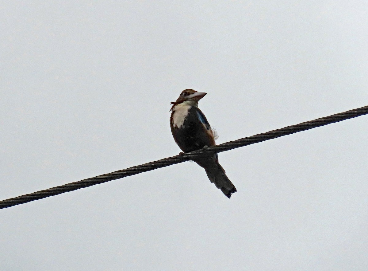 White-throated Kingfisher - ML646836616