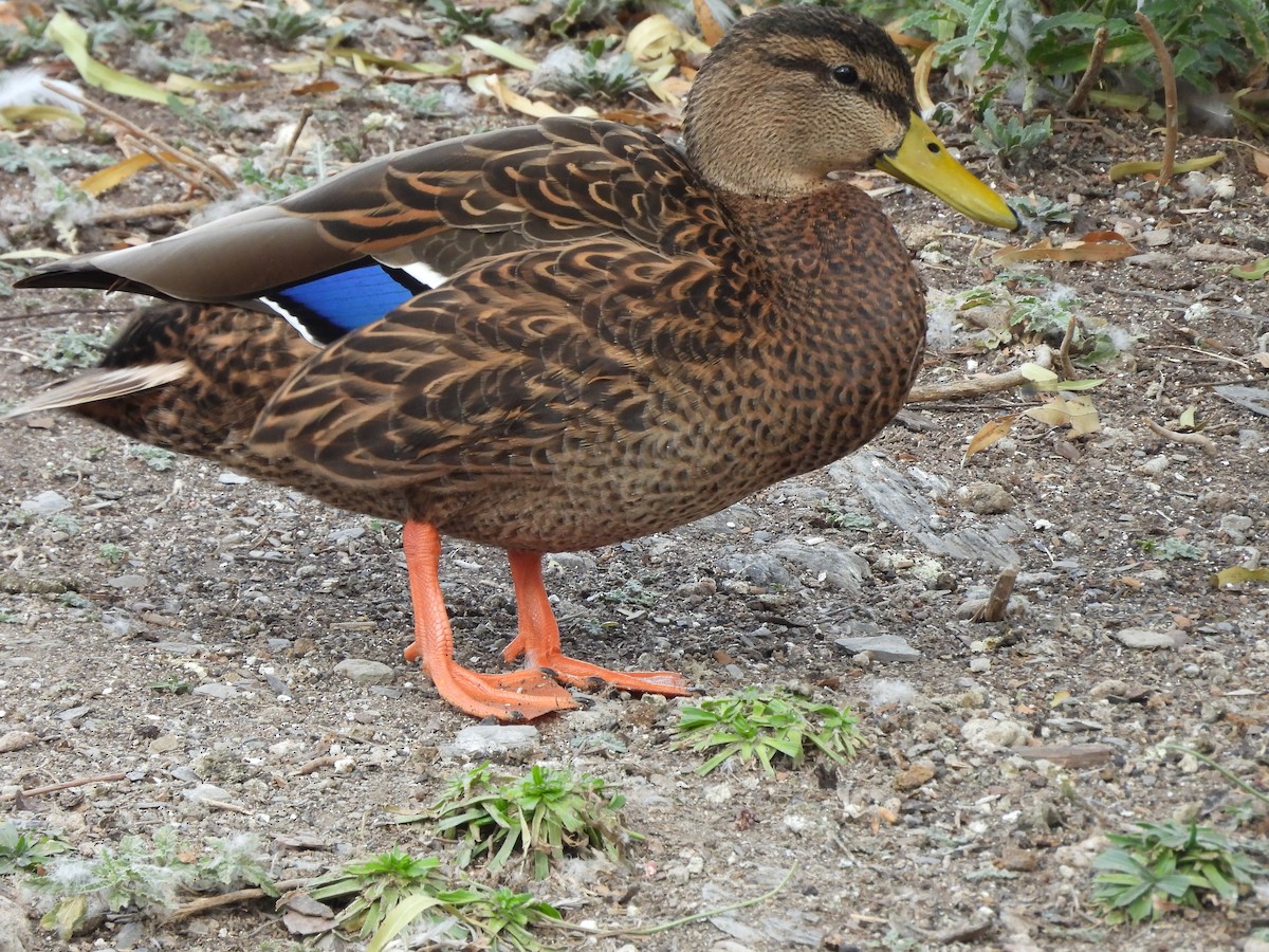 Mexican Duck - ML646836617