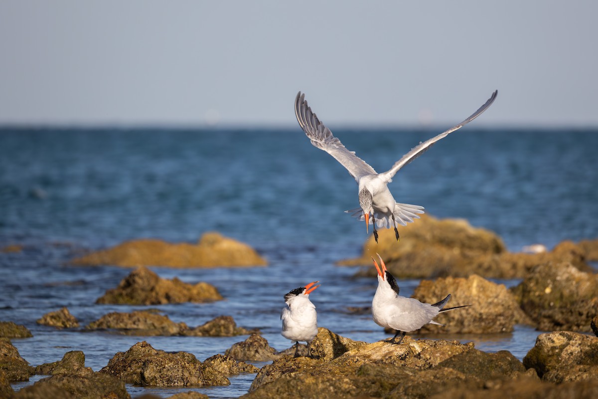 Caspian Tern - ML646836619